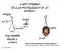 /album/fotogaleria/gineceo-angiospermas-jpg/